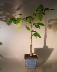 Melogold Grapefruit (Citrus Paradisi 'Macfadyen')