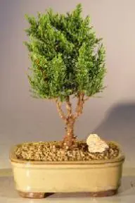 Shimpaku Juniper Bonsai Tree - Small (juniper chinensis 'shimpaku')