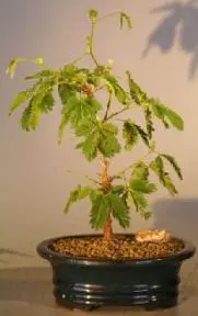 Flowering Mimosa - Small (mimosa pudica)