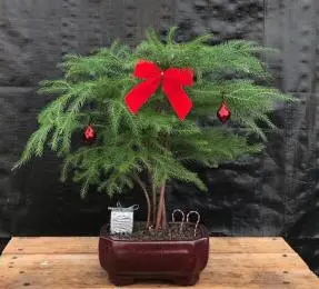 Norfolk Island Pine - With Decorations (araucaria heterophila)