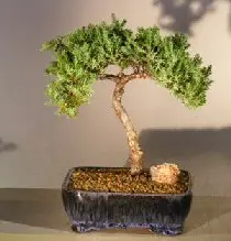 Hawaiian Umbrella Bonsai Tree - Banyan Style with bird & birds nest (arboricola schfflera)