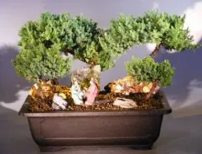 Juniper Stone Landscape Four Tree Forest Scene (juniper procumbens nana)