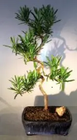 Flowering Podocarpus Bonsai Tree Coiled Trunk (podocarpus macrophyllus)