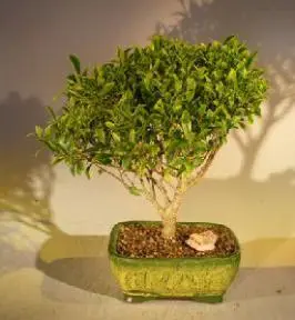 Melon Seed Ficus Bonsai Tree (Ficus microcarpa Melon Seed)
