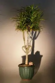 Dracena Bonsai Tree Heart Shaped (Dracena Marginata)