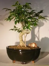Oriental Ficus Bonsai Tree Coiled Trunk with Banyan Roots (benjamina 'orientalis')