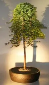 Weeping Ice Blue Juniper Bonsai Tree (juniperus horizontalis 'monber')