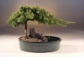 Juniper in a Water Bonsai Pot - Large (juniper procumbens "nana")