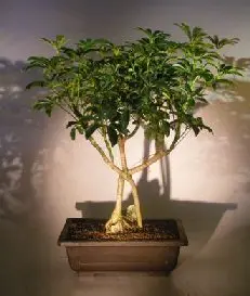 Hawaiian Umbrella Bonsai Tree Roots Growing Over Rock (arboricola schefflera 'luseanne')