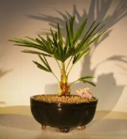 Windmill Palm Bonsai Tree (trachycarpus fortunie)