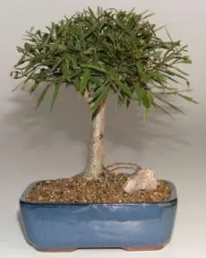 Willow Leaf Ficus Bonsai Tree Complete Starter Kit