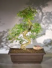 Chinese Flowering White Serissa Bonsai Tree (serissa japonica)