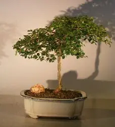 Chinese Elm Bonsai Tree Braided Trunk Style (ulmus parvifolia)
