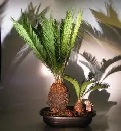Sago Palm Bonsai Tree with Baby (cycas revoluta)
