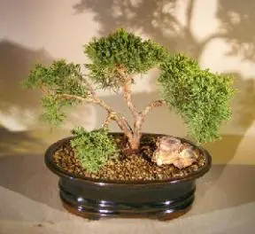 Shimpaku Juniper Bonsai Tree Trained - Pom-Pom Style (juniper chinensis)