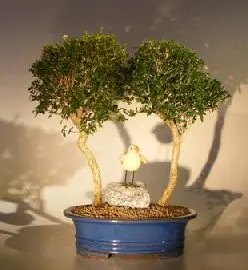 Flowering Chinese Serissa Double Tree Planting (serissa japonica)