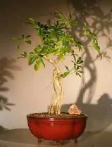 Hawaiian Umbrella Bonsai Tree Coiled Trunk Banyan Style (arboricola schefflera 'luseanne')