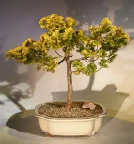 Golden Hinoki Cypress (chamecyparis obtusa 'verdoni')