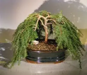Dwarf Weeping Hemlock Bonsai Tree
(Tsuga Canadensis) 'coles prostmate'