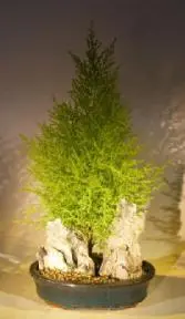 Lemon Cypress Bonsai Tree Stone Landscape Scene (cupressus macrocarpa)