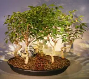 Oriental Ficus Bonsai Tree Five (5) Tree Forest Group With Coiled Trunk (ficus orientalis)