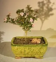 Flowering Pink Serissa - Medium (Serissa Foetida)