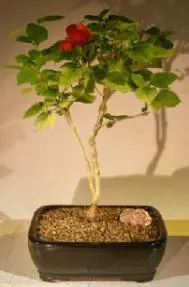 FREE SHIPPING ON THIS TREE Flowering Coolie Cap Bonsai Tree (AKA Chinese Hat) (holmskioldia sanguinea)