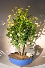 Flowering Crown of Thorns Bonsai Tree - Cream / Yellow (euphorbia milii)