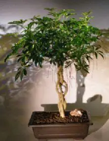 Hawaiian Umbrella Bonsai Tree Braided Trunk with Golf Ball (arboricola schfflera)