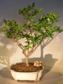 Flowering Top Hat Blueberry Bonsai Tree (vaccinium corymbosum argustifolium)