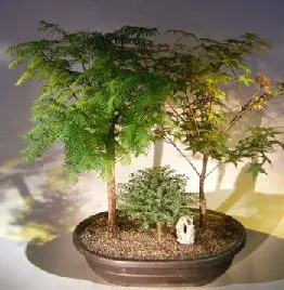 Three Tree Forest Group Redwood Bonsai Tree(metasequoia glyptostroboides) Japanese Red Maple(shindeshojo) Chinese Seiju Elm(ulmus parvifolia 'seiju')