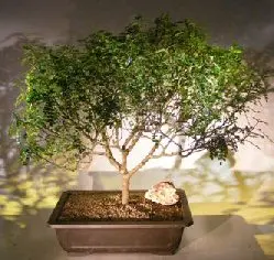 Flowering Chinese Pepper Bonsai Tree (zanthoxylum piperitum)