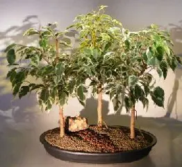 Ficus Bonsai Tree Variegated Three (3) Tree Group (ficus benjamina)