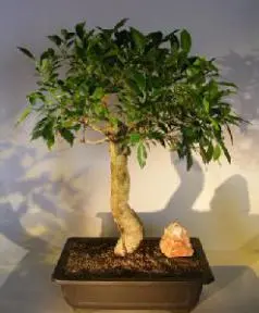 Ficus Retusa Bonsai Tree (ficus retusa)>