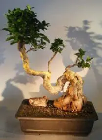 Ginseng Ficus Bonsai Tree Cascade Style (Ficus Retusa)