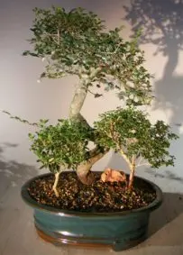 Three Bonsai Tree Grouping Chinese Elm(ulmus parvifolia) White Serissa(serissa foetida) Pink Serissa(serissa foetida)