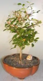 Catlin Elm (ulmus parvifolia 'catlin')
