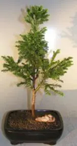 Cryptomeria Black Dragon (cryptomeria 'black dragon')