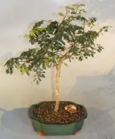 Flowering Divi Divi Bonsai Tree (caesalpinia coriaria)