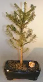 Norway Spruce Bonsai Tree (picea abies)