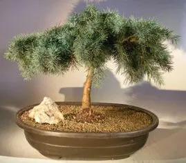 Prostrate Beauty Deodar Cedar Bonsai Tree (cedrus deodara 'prostrate beauty')