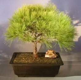 Eastern White Pine Bonsai Tree (pinus strobus 'harfords dwarf')