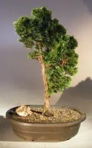 Hinoki Cypress Bonsai Tree (chamecyparis obtusa 'verdoni')