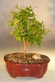 Flowering Dwarf Yellow Pomegranate - Small Peach Princess (Punica peach princess)