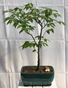 Flowering Japanese Loose Hornbeam Bonsai Tree (carpinus laxiflora)