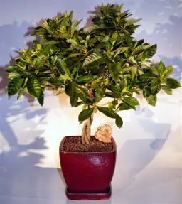 Flowering Gardenia Bonsai Tree Braided Trunk Style (jasminoides miami supreme)