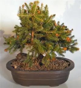 Norway Spruce Bonsai Tree (picea abies 'Pusch')