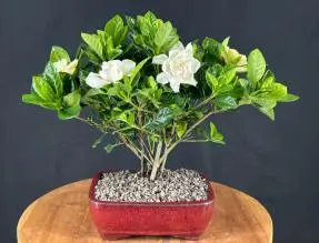 Flowering Gardenia Bonsai Tree - Multi Trunk Style (jasminoides miami supreme)