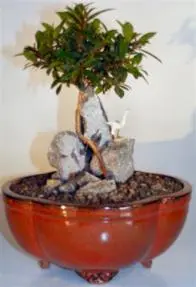 Flowering Brush Cherry Root over Rock Style (eugenia myrtifolia)