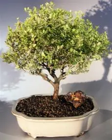 Flowering Tropical Boxwood Bonsai Tree (neea buxifolia)